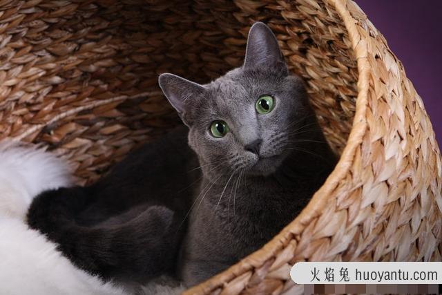 最不掉毛的猫排名(最不掉毛的猫排行榜)