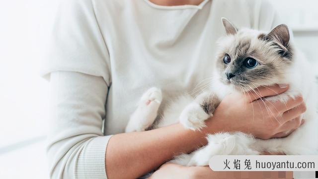 最不掉毛的猫排名(最不掉毛的猫排行榜)