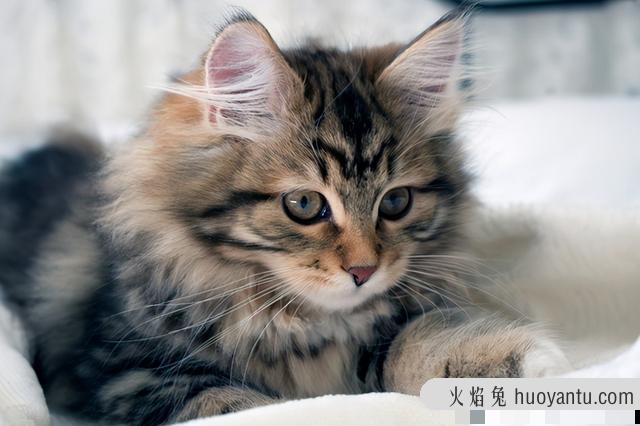 最不掉毛的猫排名(最不掉毛的猫排行榜)