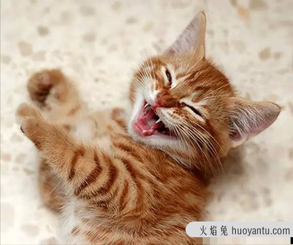 猫怎么叫(猫怎么叫的声音)