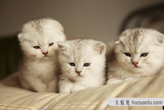 猫怎么叫(猫怎么叫的声音)