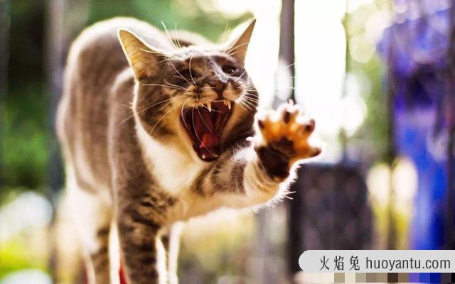 猫怎么叫(猫怎么叫的声音)