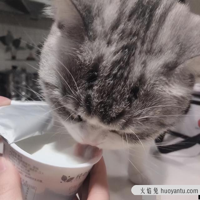 猫可以吃人类的酸奶吗(猫能吃人类的酸奶吗)