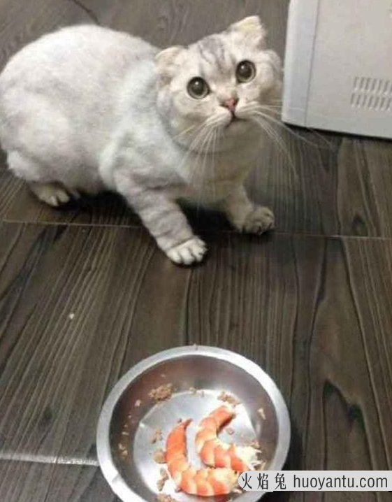 猫咪挑食不吃猫粮怎么办(猫咪挑食怎么办)