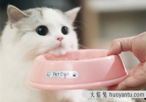 猫咪挑食不吃猫粮怎么办(猫咪挑食怎么办)