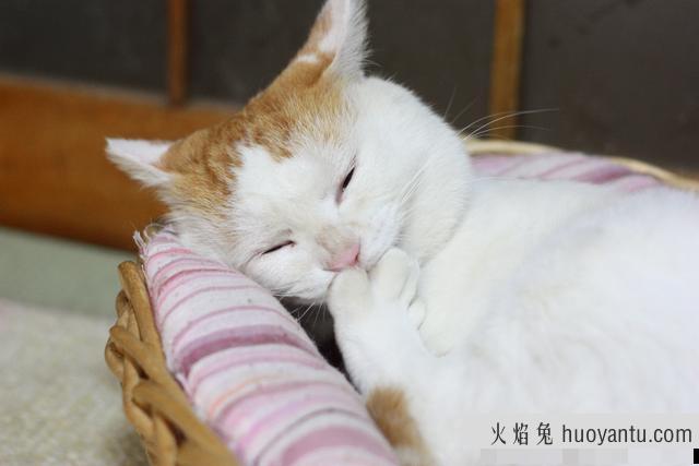 猫咪挑食不吃猫粮怎么办(猫咪挑食怎么办)