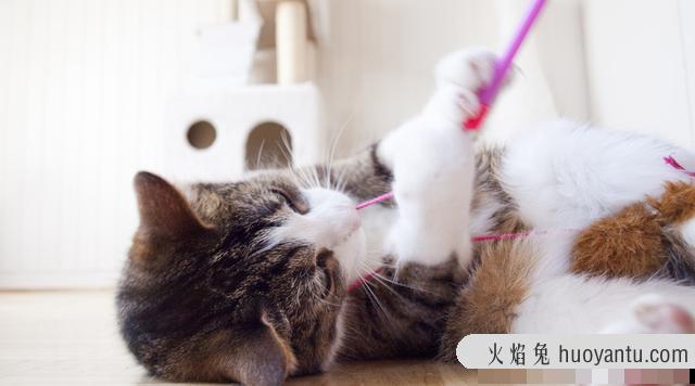 猫咪挑食不吃猫粮怎么办(猫咪挑食怎么办)