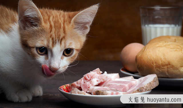 猫咪挑食不吃猫粮怎么办(猫咪挑食怎么办)