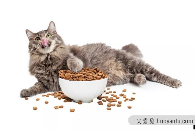 猫咪挑食不吃猫粮怎么办(猫咪挑食怎么办)