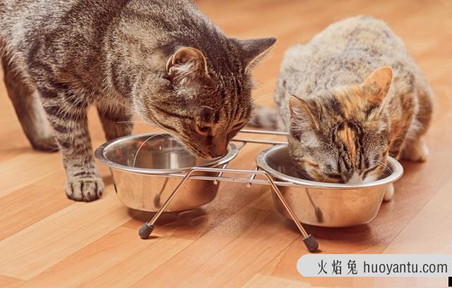 猫咪挑食不吃猫粮怎么办(猫咪挑食怎么办)