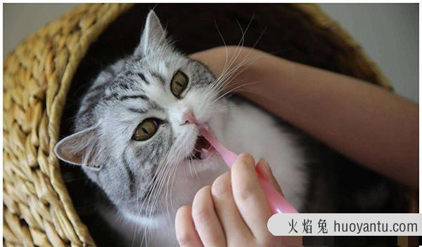 猫咪挑食不吃猫粮怎么办(猫咪挑食怎么办)