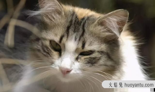 猫咪产生泪痕的原因(猫咪有泪痕是什么原因导致的)