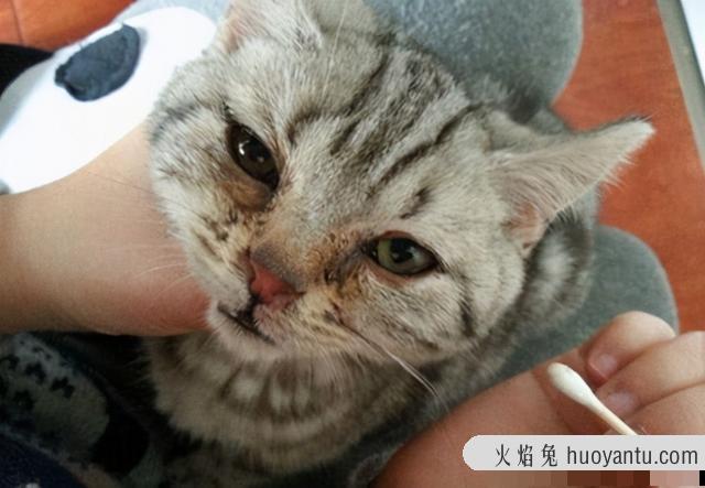 猫咪产生泪痕的原因(猫咪有泪痕是什么原因导致的)