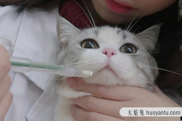 猫咪产生泪痕的原因(猫咪有泪痕是什么原因导致的)