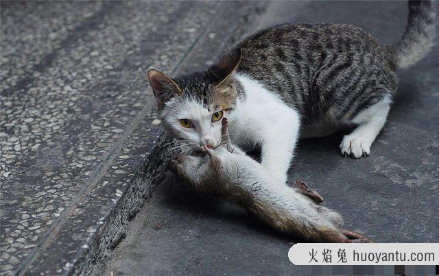 猫啪完满地打滚(猫猫在地上打滚哼)