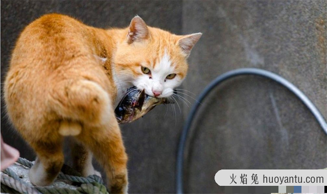 猫啪完满地打滚(猫猫在地上打滚哼)