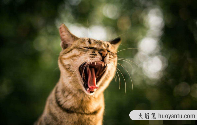 猫啪完满地打滚(猫猫在地上打滚哼)