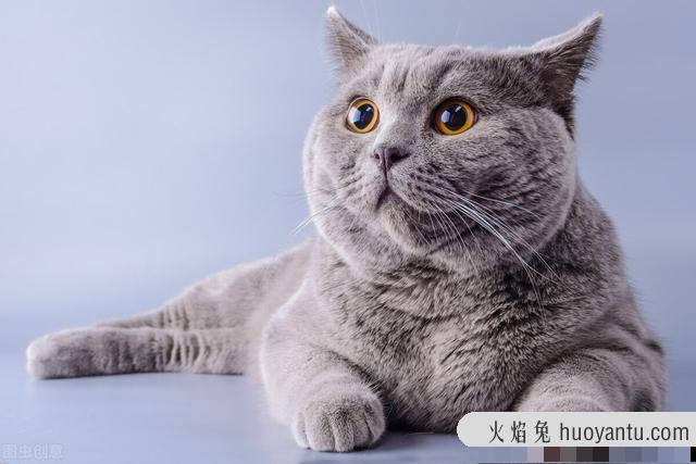 猫生产前的几小时征兆(猫生产前的几天征兆)