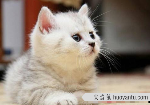 猫会无缘无故的猫瘟吗(猫会莫名其妙的猫瘟吗)