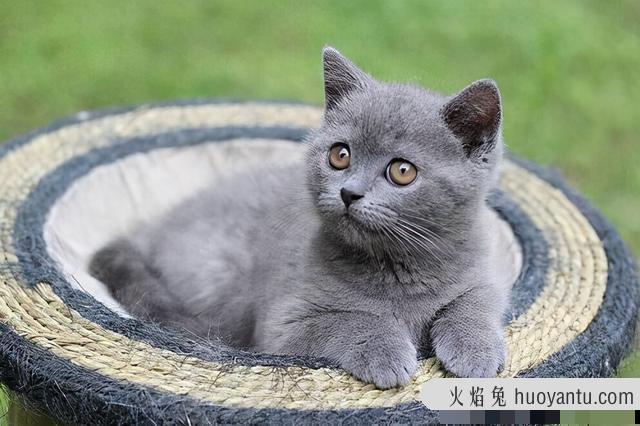 蓝猫的寿命(蓝猫的寿命一般在多少年)