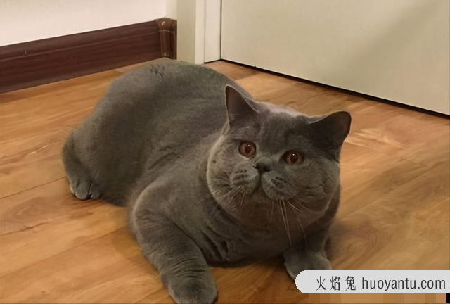 蓝猫的寿命(蓝猫的寿命一般在多少年)