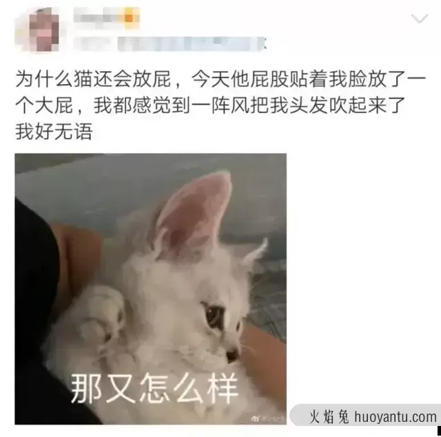 猫会放屁么(猫会放屁吗)