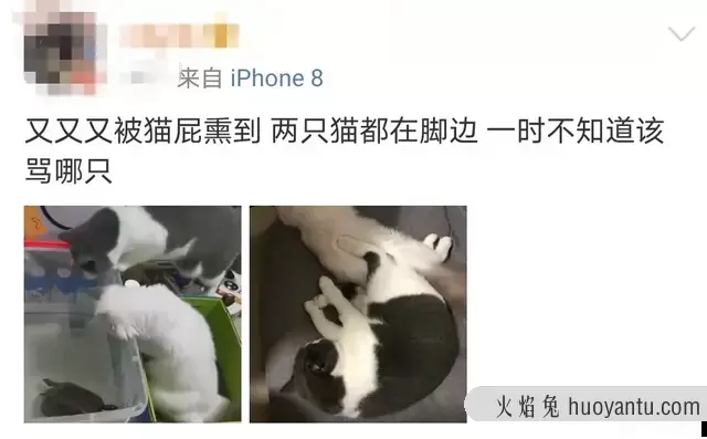 猫会放屁么(猫会放屁吗)