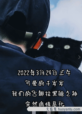 英短黑猫(英短黑猫和黑猫区别)