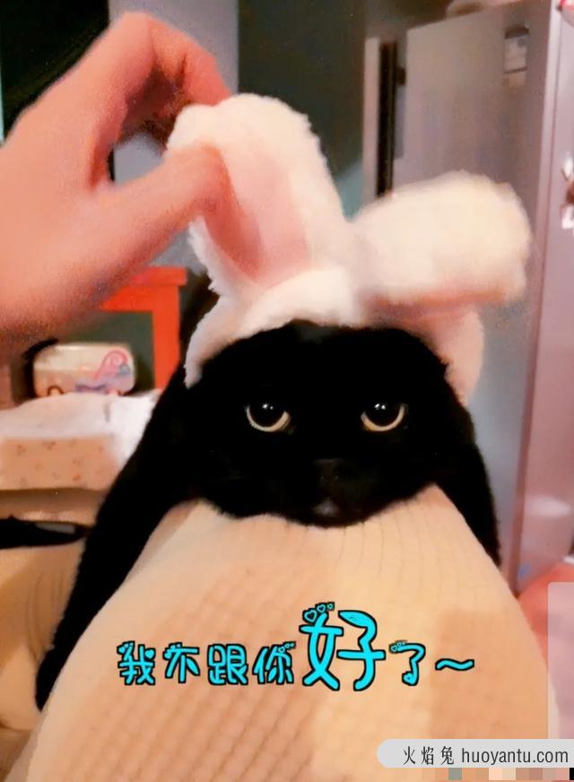 英短黑猫(英短黑猫和黑猫区别)