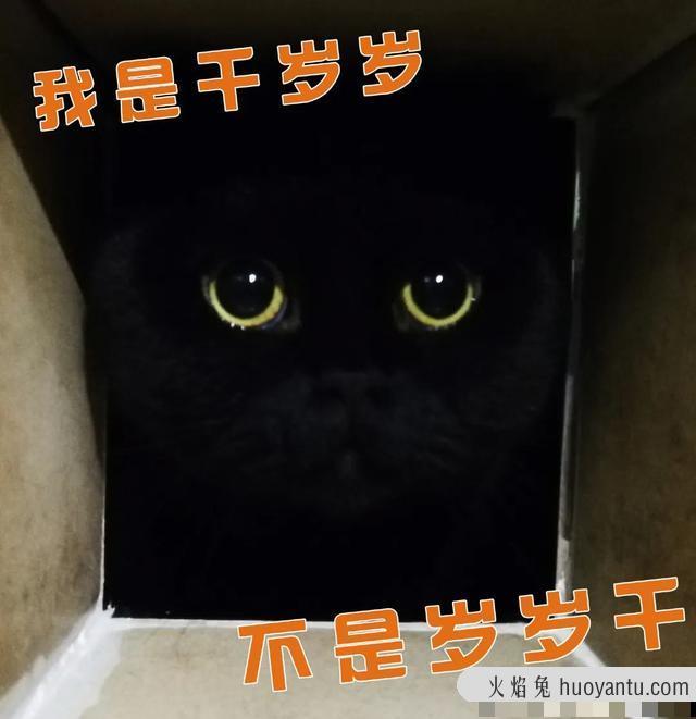 英短黑猫(英短黑猫和黑猫区别)