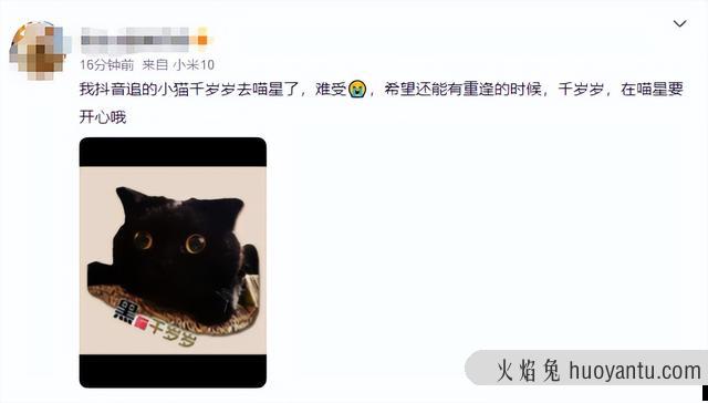 英短黑猫(英短黑猫和黑猫区别)