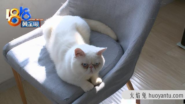 银猫是什么品种(银猫的品种)