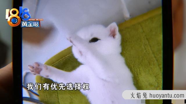 银猫是什么品种(银猫的品种)