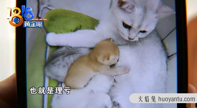 银猫是什么品种(银猫的品种)