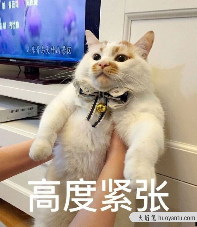 猫洗澡要多少钱(去宠物店给猫洗澡要多少钱)