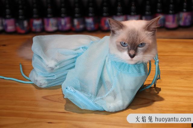 猫洗澡要多少钱(去宠物店给猫洗澡要多少钱)