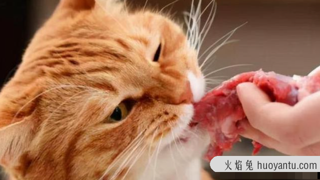 猫发腮前后对比图(猫发腮是什么意思)