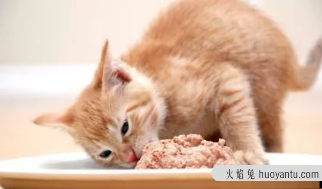 猫发腮前后对比图(猫发腮是什么意思)