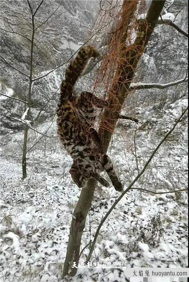 豹猫是几级保护动物(野生豹猫是几级保护动物)