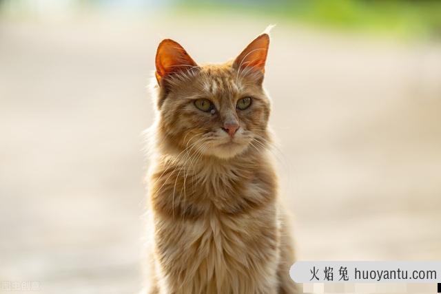 让猫挠了出血有事吗(孩子让猫挠了出血有事吗)