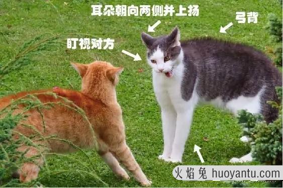 猫的耳朵为什么有两层(猫为啥耳朵有两层)