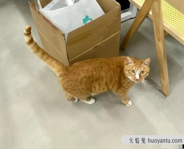 猫的耳朵为什么有两层(猫为啥耳朵有两层)