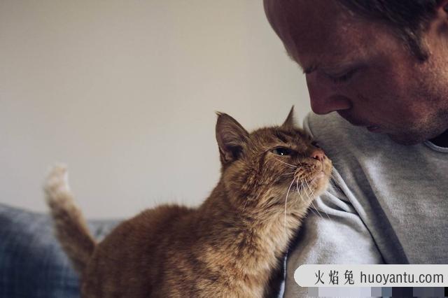 心理学分析喜欢猫的人(心理学分析喜欢猫的人缺陷)