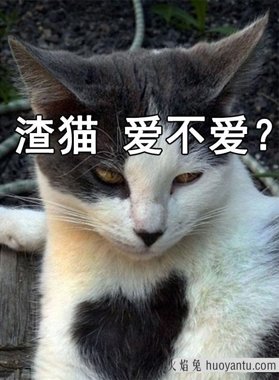 心理学分析喜欢猫的人(心理学分析喜欢猫的人缺陷)