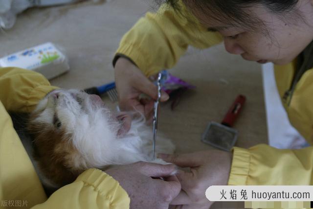 怎么给猫咪剪指甲(怎么给猫咪剪指甲不反抗)