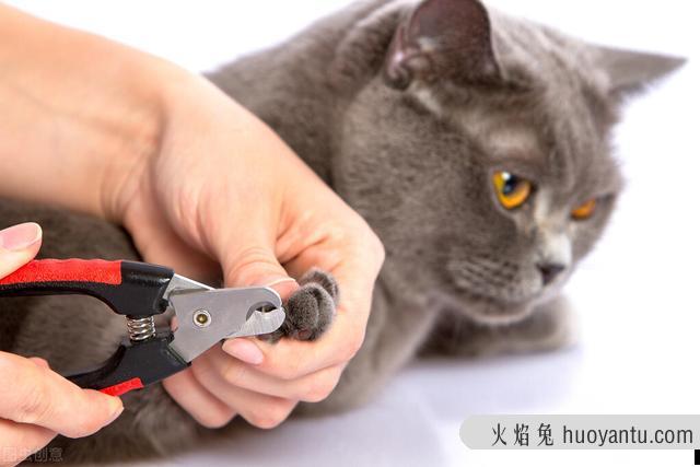 怎么给猫咪剪指甲(怎么给猫咪剪指甲不反抗)