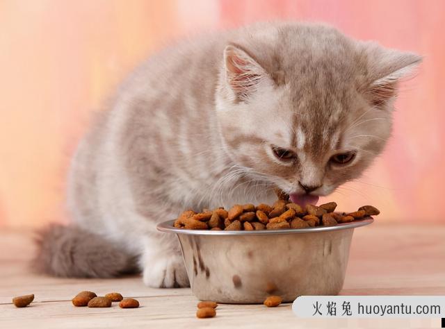 猫体重与食量对照表(缅因猫体重与食量对照表)