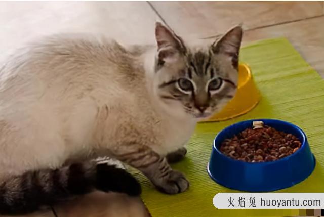 猫体重与食量对照表(缅因猫体重与食量对照表)