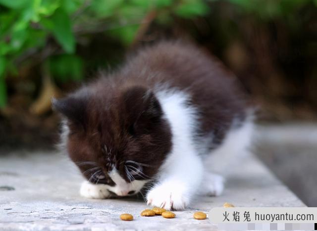 猫体重与食量对照表(缅因猫体重与食量对照表)