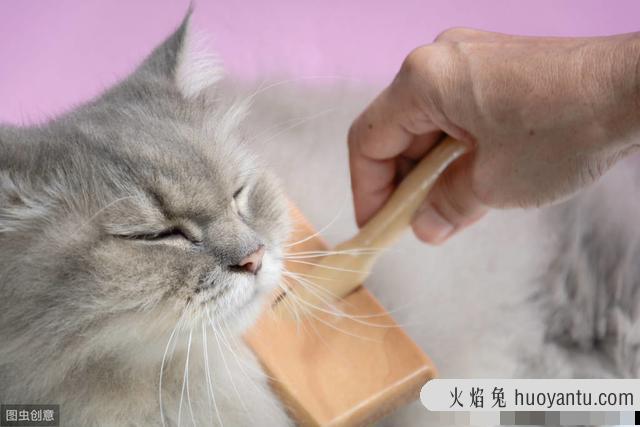 猫一块皮肤脱毛露白肉(猫一块皮肤脱毛露白肉怎么办)